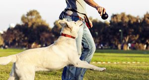 Every Dog's Day | Luxury Dog Boarding and Dog Daycare in Frisco TX