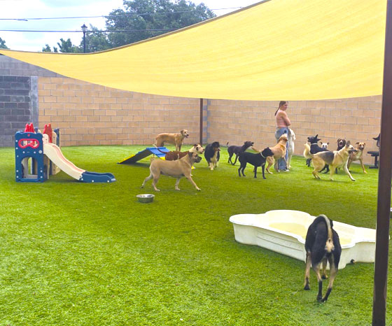 Group of dogs in daycare